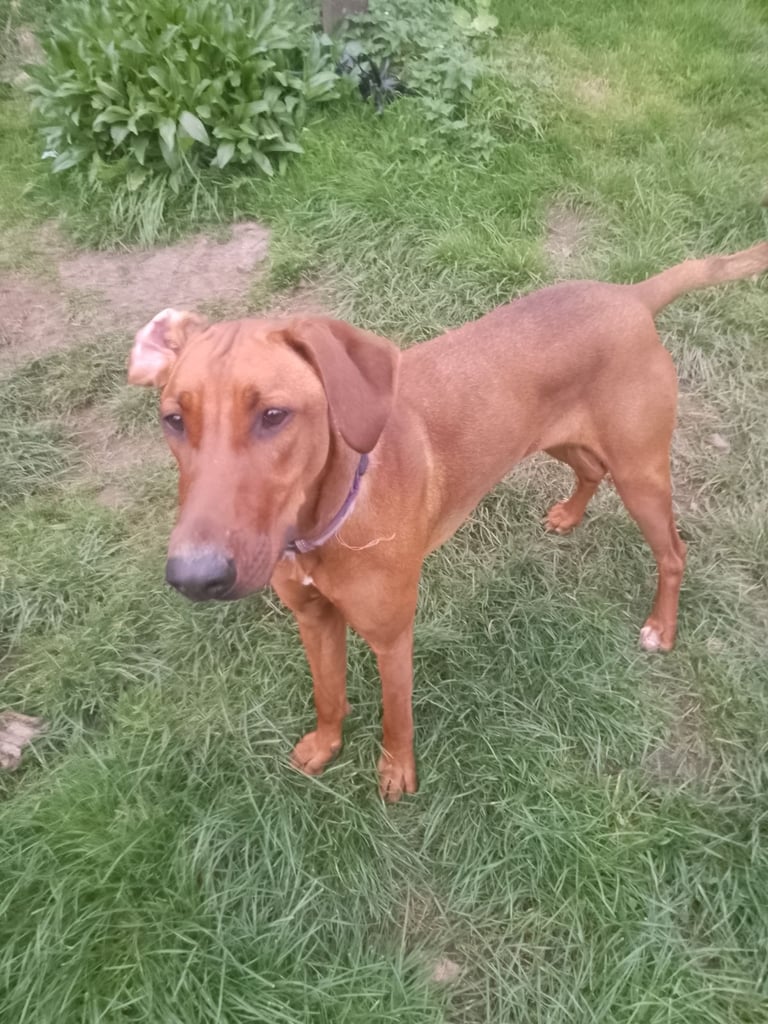 Rhodesian Ridgeback x Doberman 