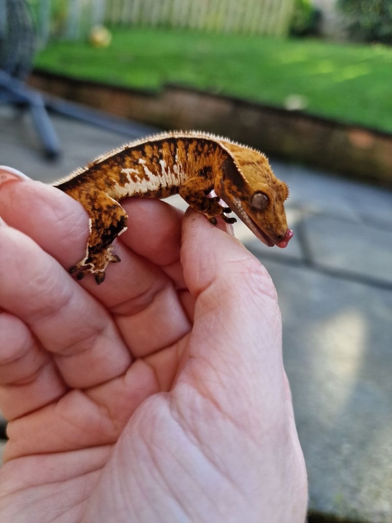 Stunning tri colour crested gecko baby 