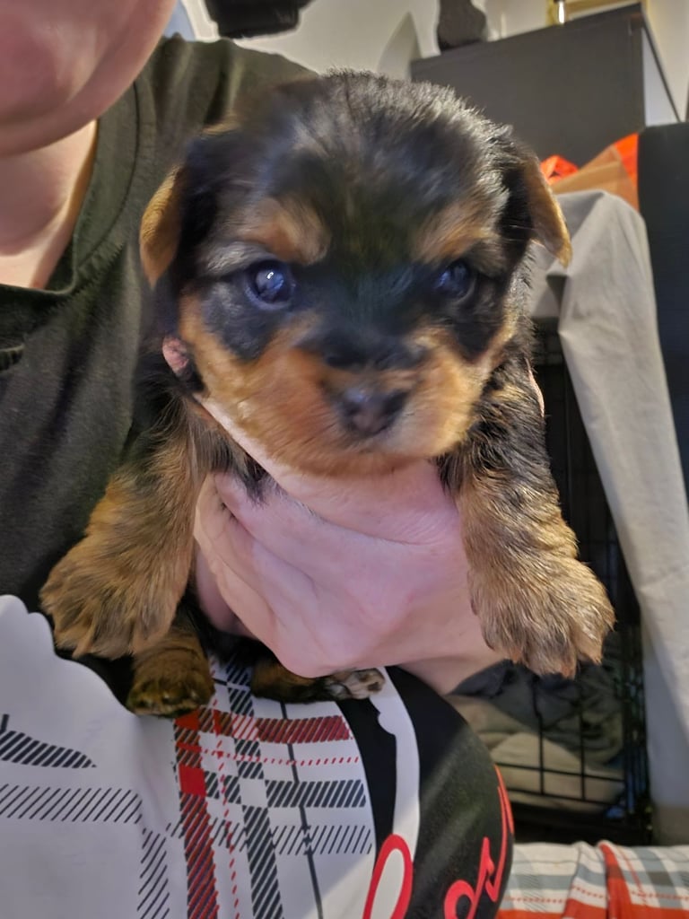 Biewer/Yorkie