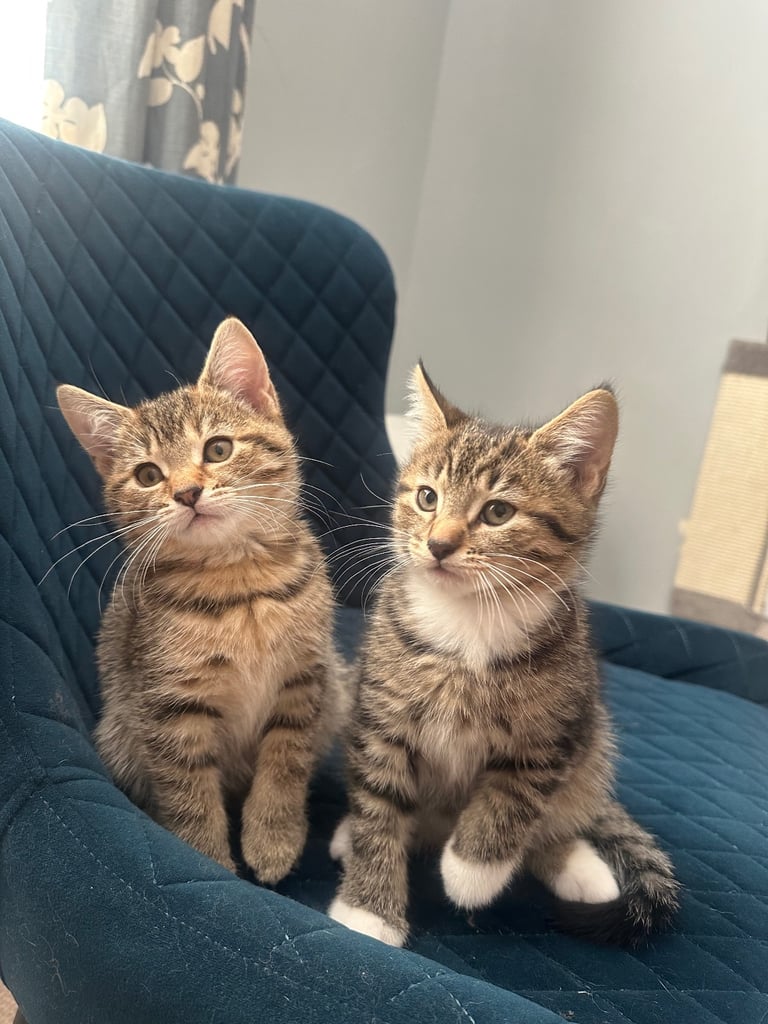 Cats to sale/they have already been sold