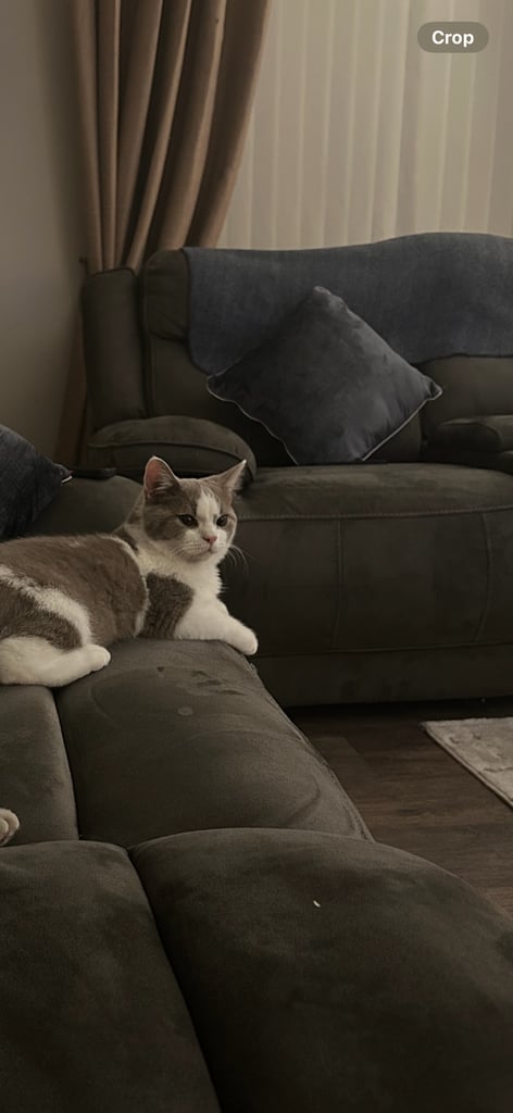 🐾 Beautiful British Shorthair Boy – 9 Months Old (Sad Sale) 🐾