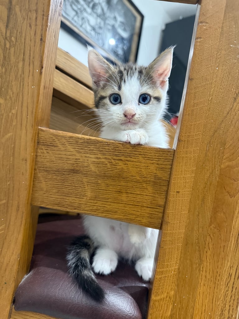 White tabby kitten girl