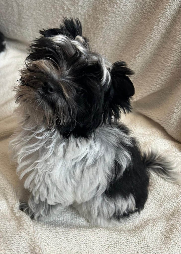 Yorkshire terrier black& white 