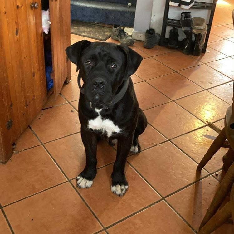 Cane corso x pressa canaro puppy’s 