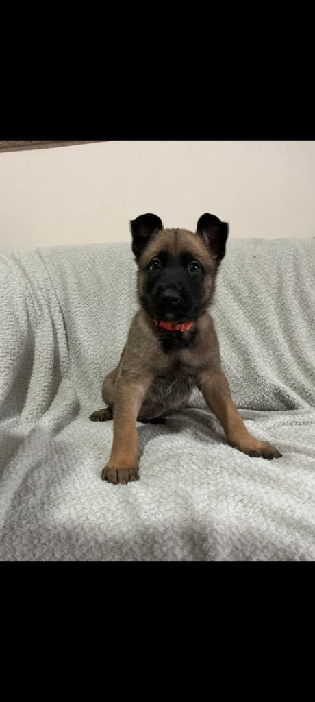 6 adorable Belgian malinois puppy's for sale 