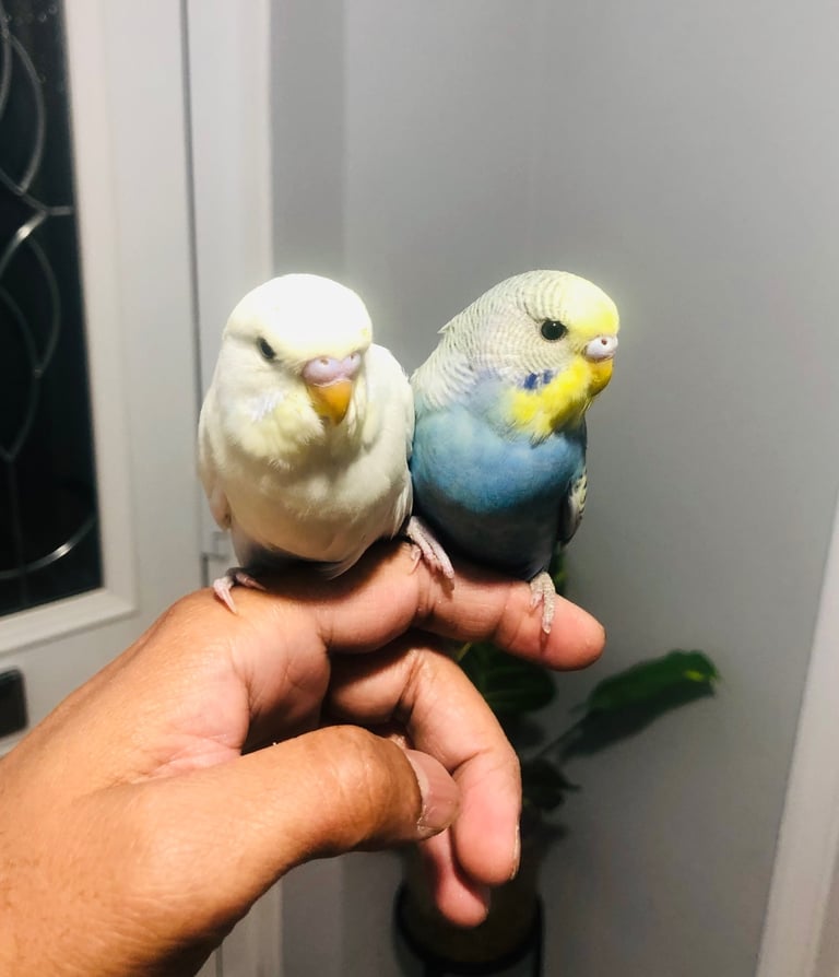 Beautiful colour’s Baby Budgies and other birds 