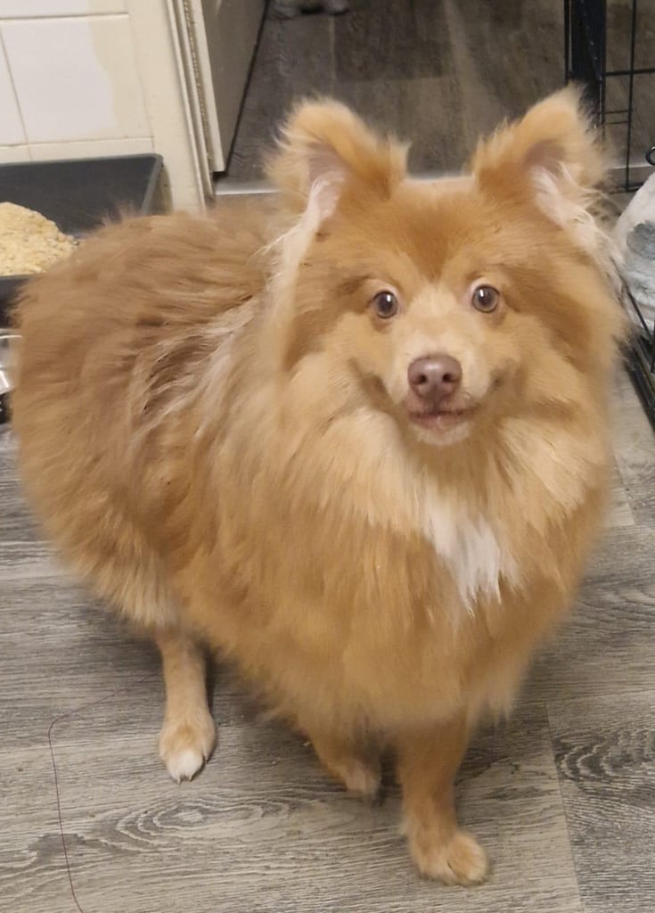 Pomeranian german spitz 8 months old