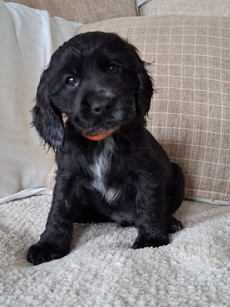Show cocker spaniel pups 