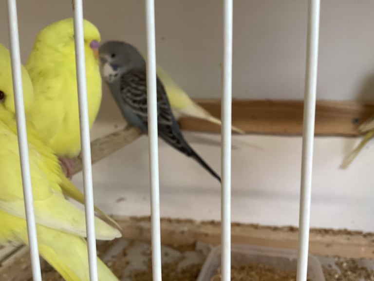 New baby budgies 