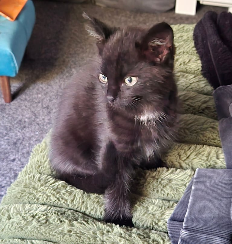 Kitten male black 