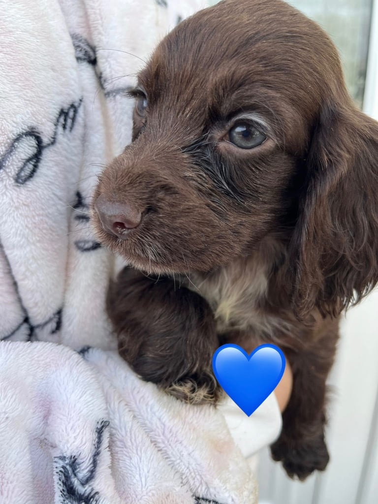Cocker spaniel pups