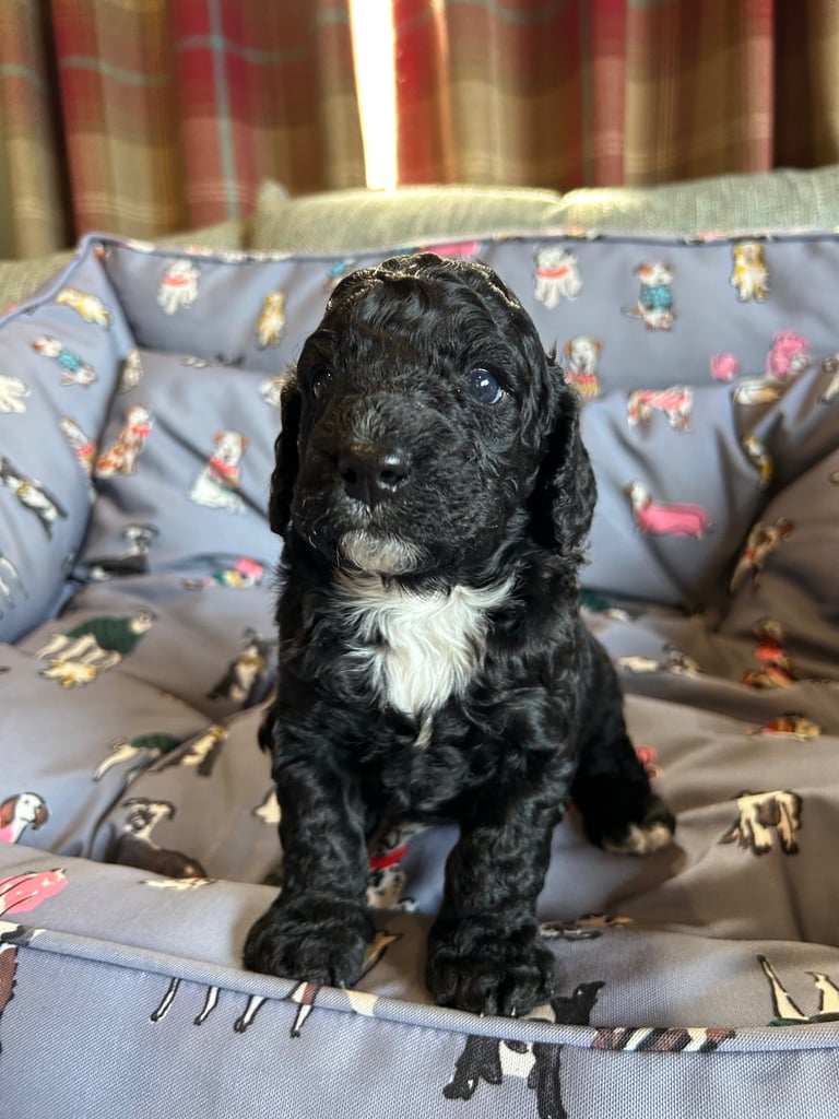 Cockapoo puppies 