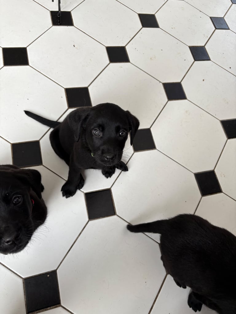 Black Labrador puppies - only 3 left