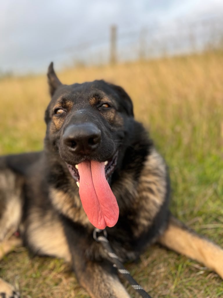 Male German Shepherd - 3.5 Years Old