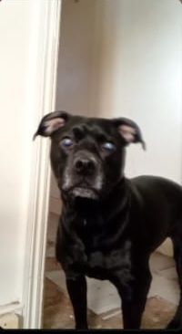 Female staffy name blue rehome