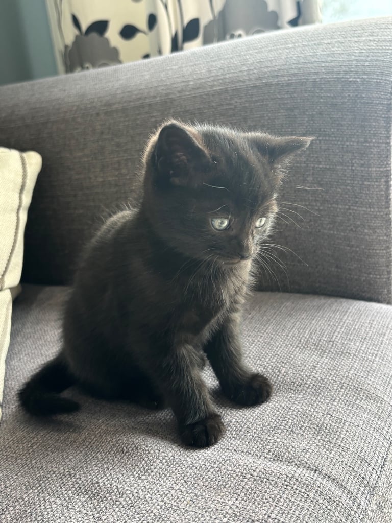 Fluffy kittens 