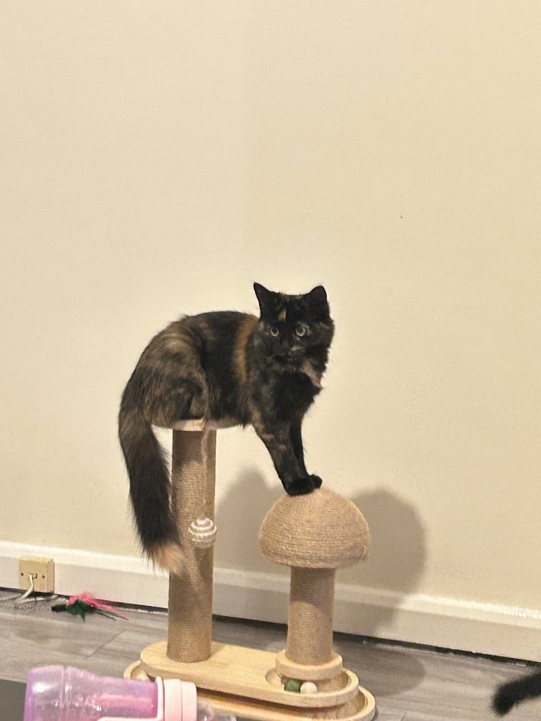 kittens for sale cats