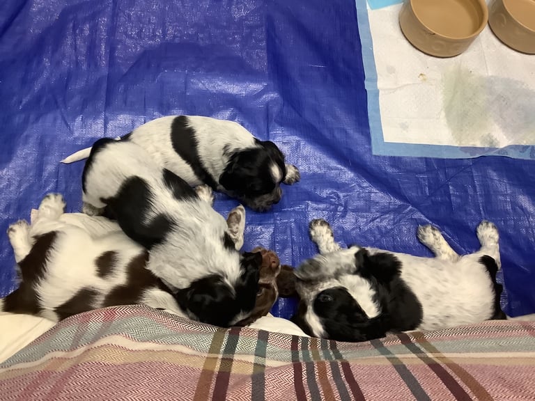 Sprocker spaniel pups