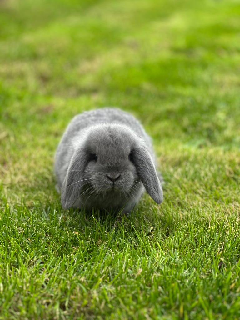 image for Mini lops for sale 