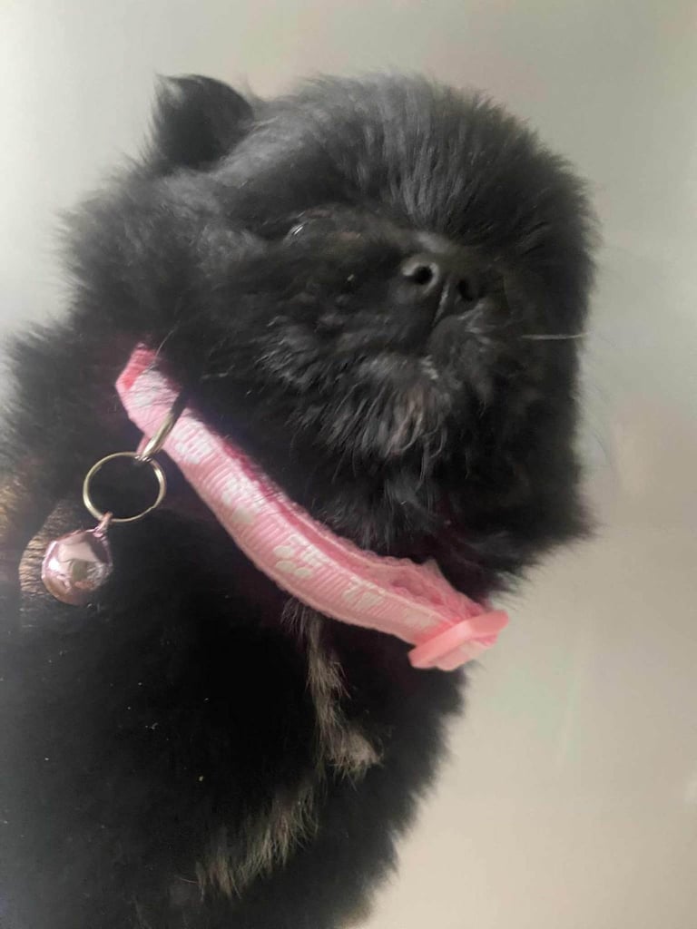 Pomeranian puppies 