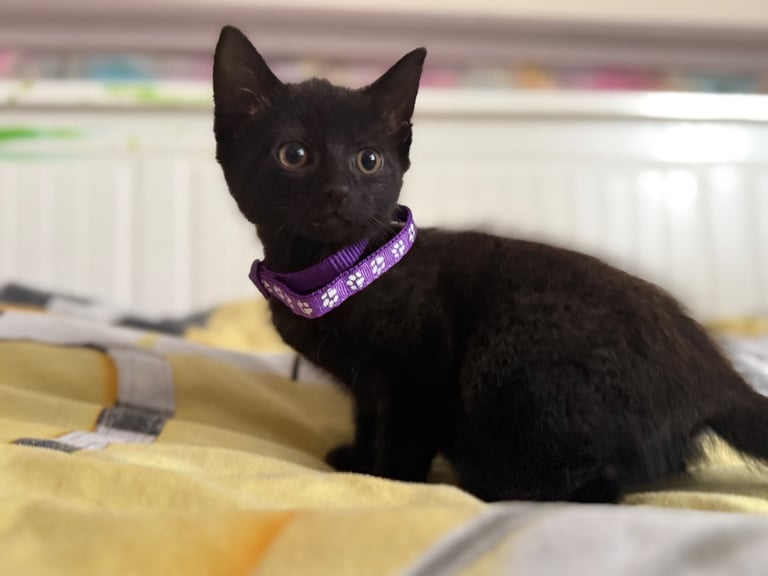 5 kittens for sale 4 girls 1 boy