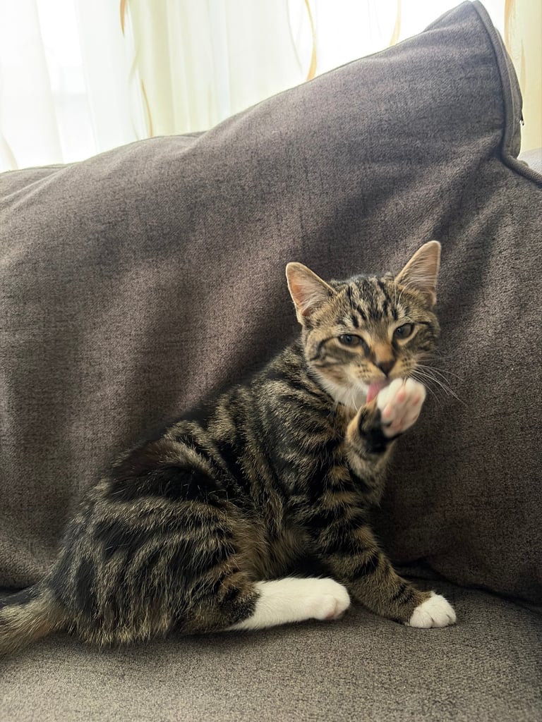 Kitten boy