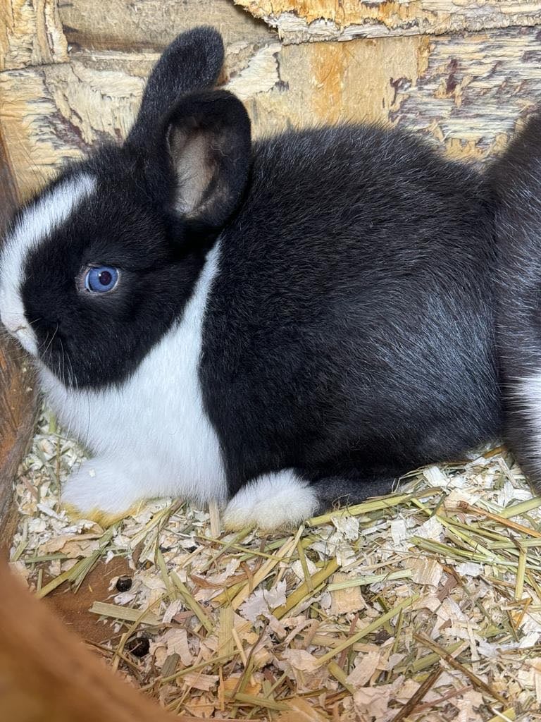 Black bunnies and Black and white baby bunnies with blue eyes