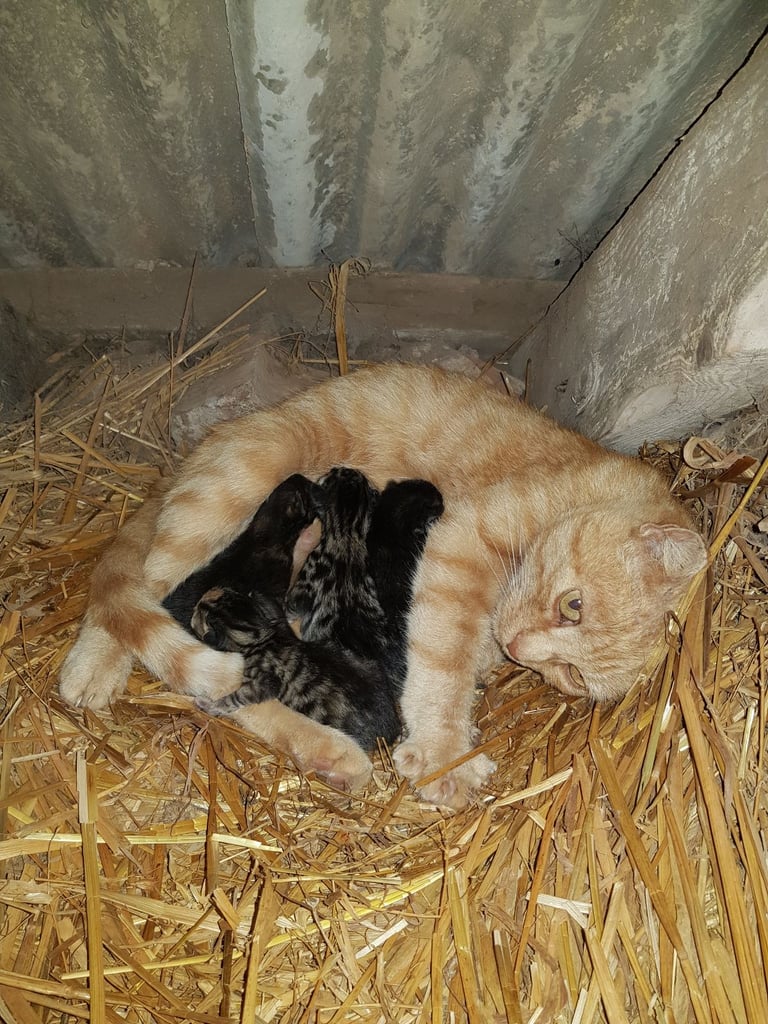 Beautiful, Female, Farm Kitten