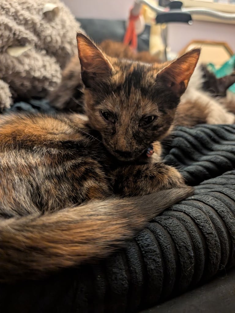 Beautiful girl kitten last one left 