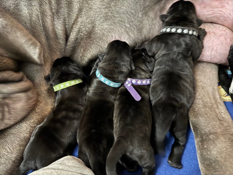 11 Neapolitan mastiff puppies for sale Newcastle 