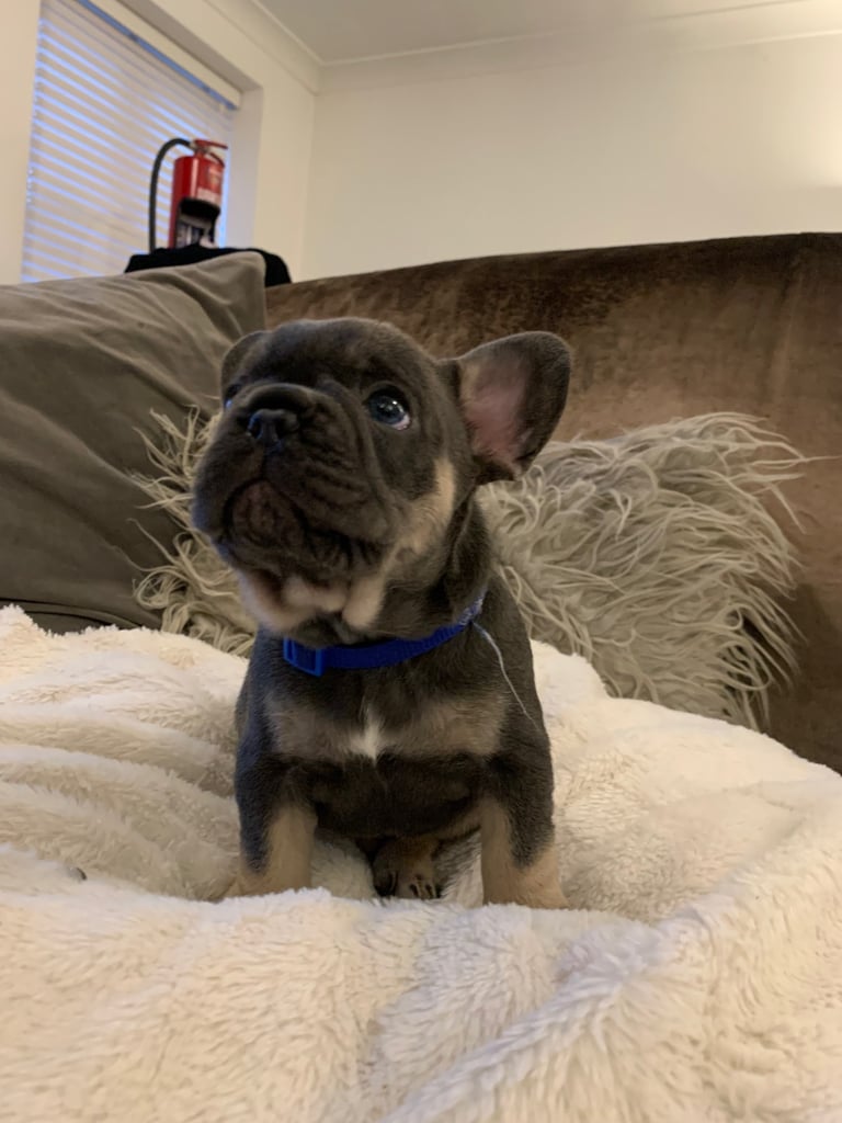 image for Beautiful home birthed French bulldog puppies 