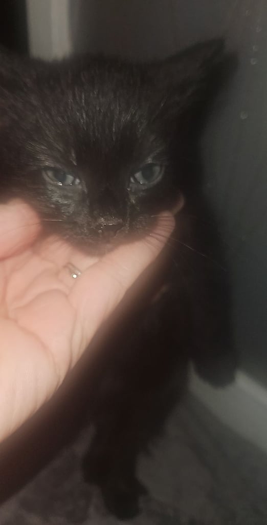 Black kittens for sale 
