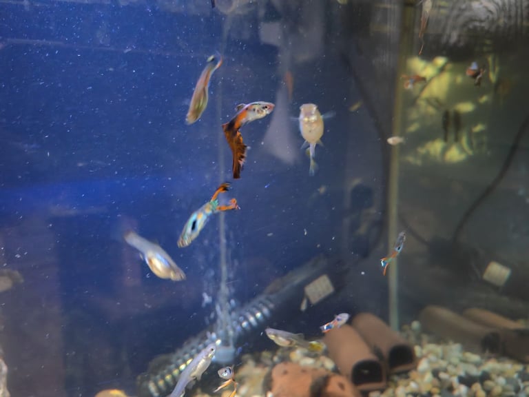 Tropical fish guppy and bristlenose pleco 