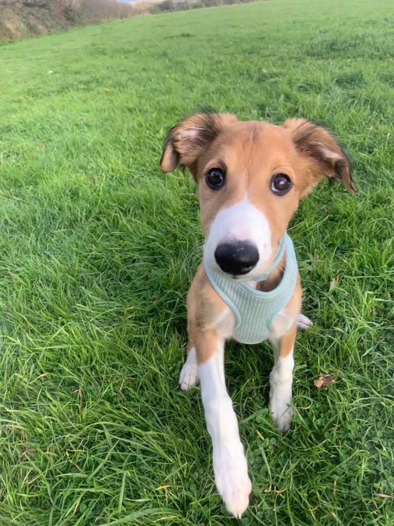 image for Beautiful 14 week old boy oli needing a lovely home 