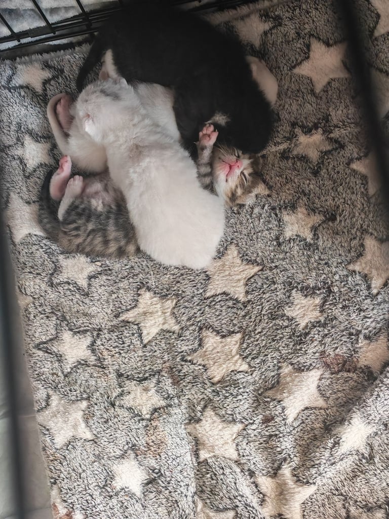 Kittens 