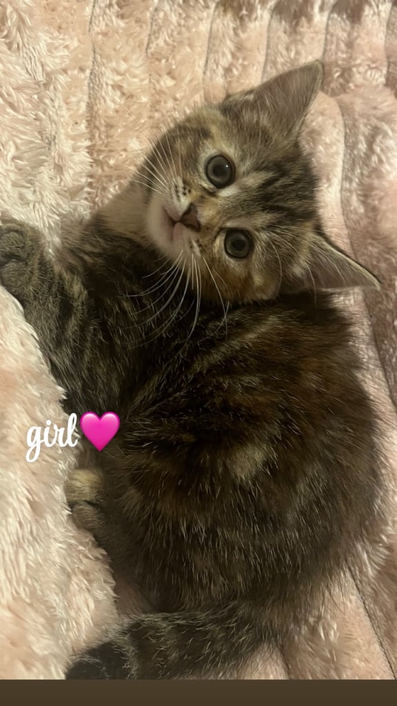 beautiful kittens 