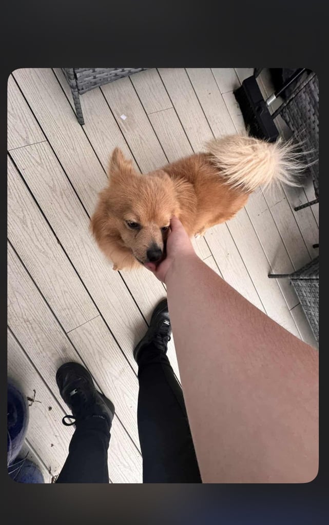 pomchi 