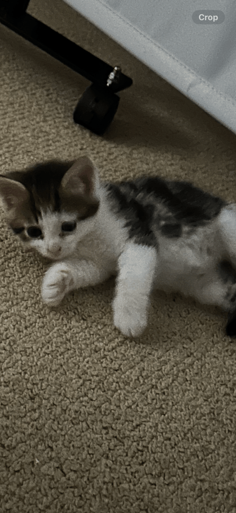 Kitten for sale