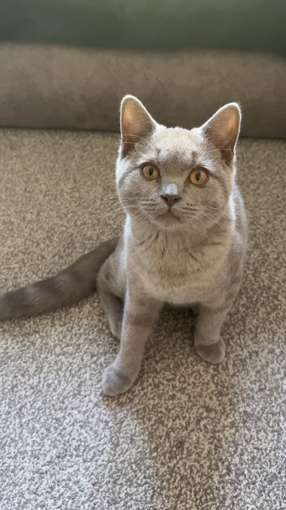 image for British short hair kitten 
