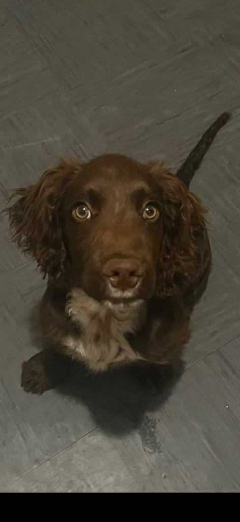 Cocker spaniel pup