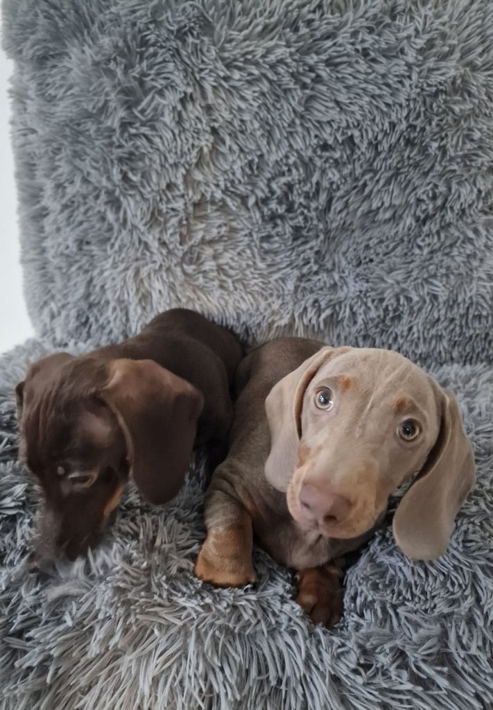 Miniture dachshund puppies 