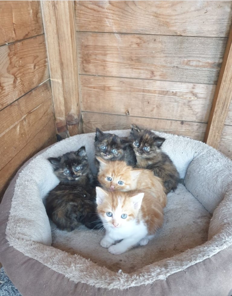 BEAUTIFUL KITTENS FOR SALE 