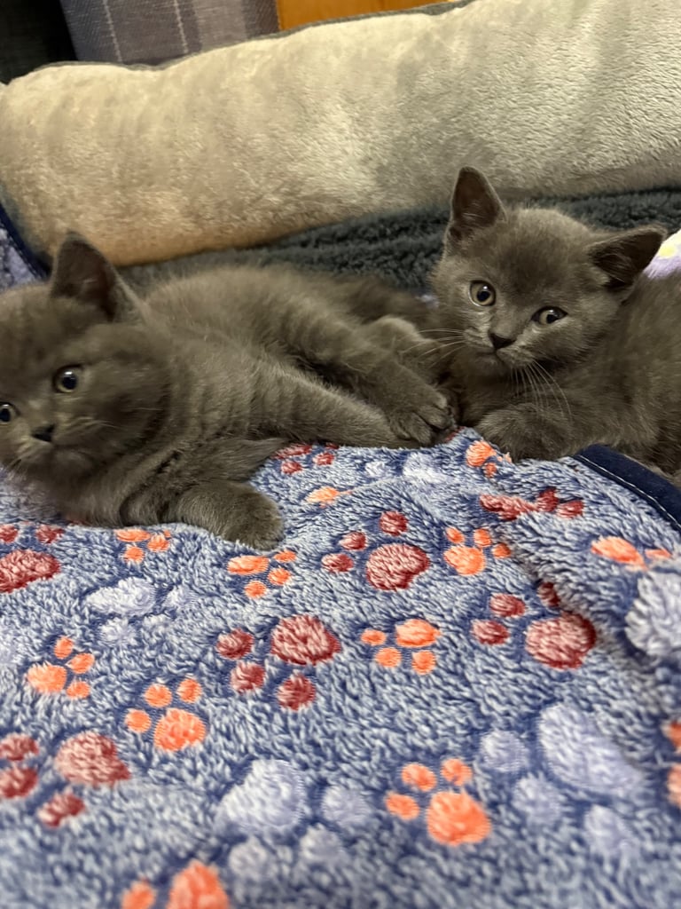 Ragdoll x British shorthair mix kitten 