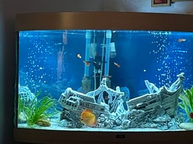 Large Corner Fish tank + Complete Set Up