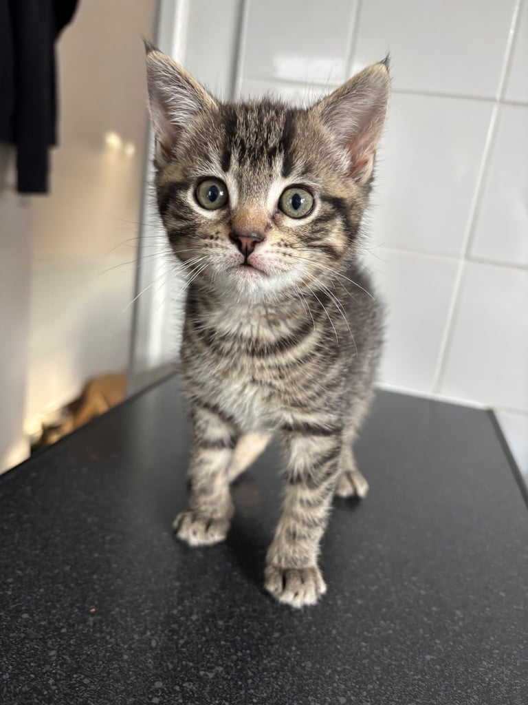 Male kitten 