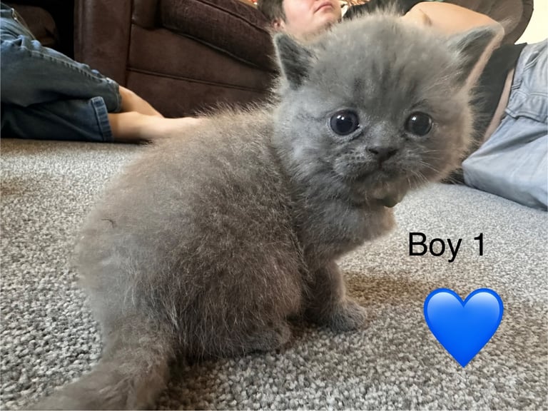 British blue kittens