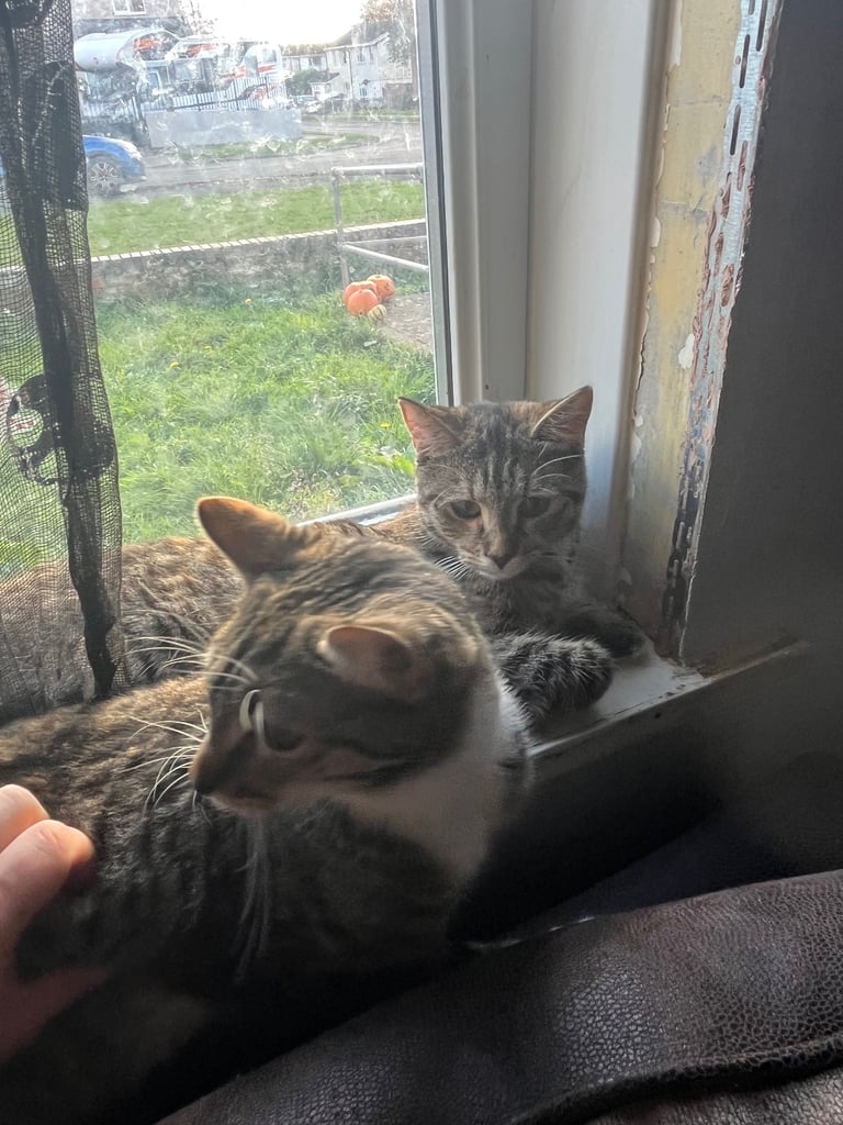 2 female cats. 1 year old 