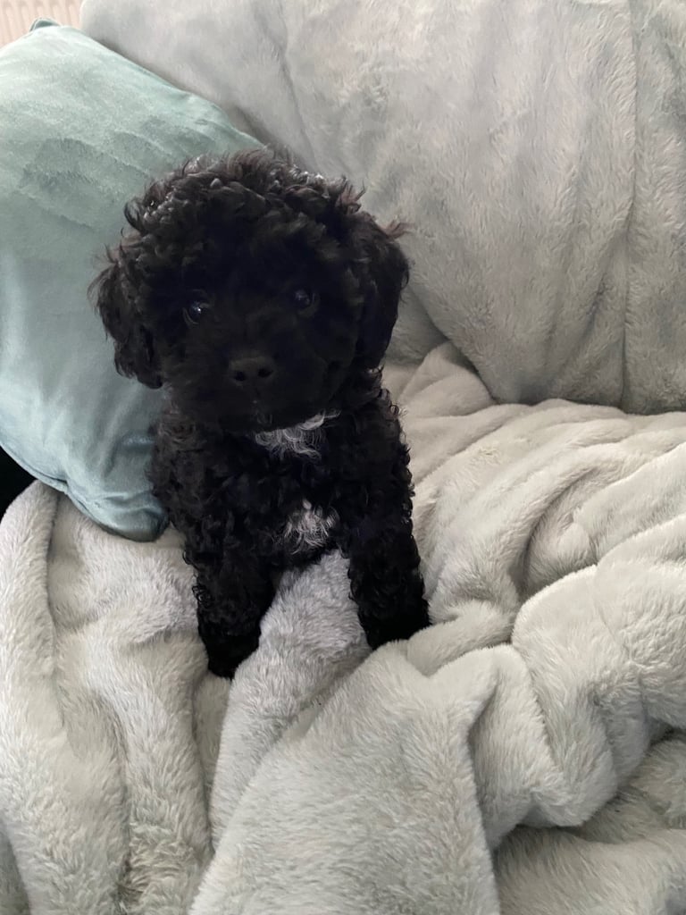 image for Maltipoo  toy 