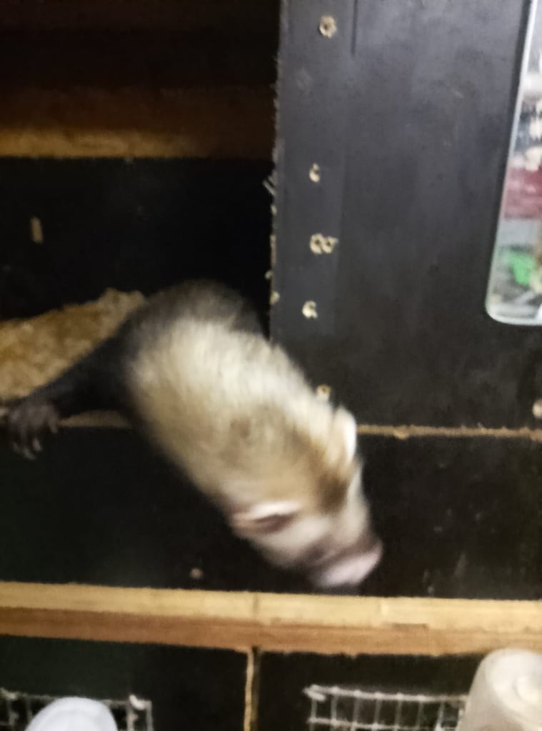 image for Ferret 