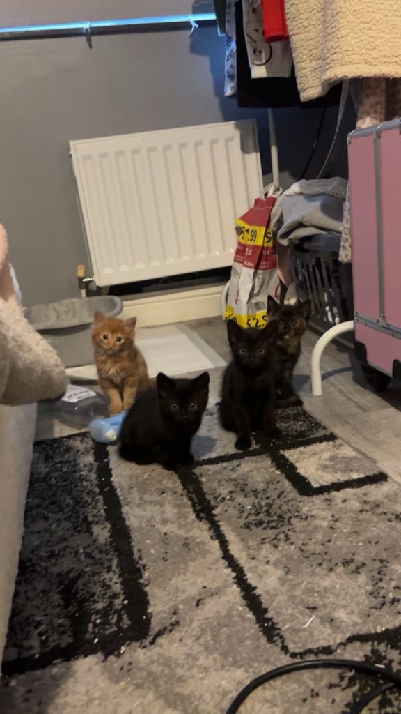 Kittens for sale - read description for prices please. 